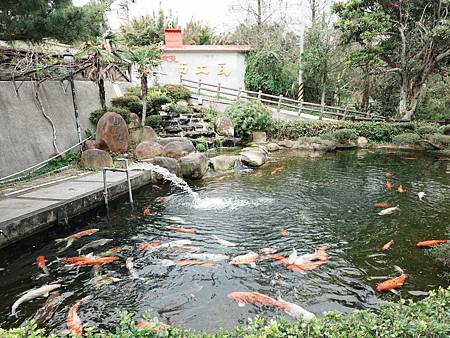 桃園龍潭 大北坑戀戀魯冰花季 / 山水緣景觀餐廳 / 親子景