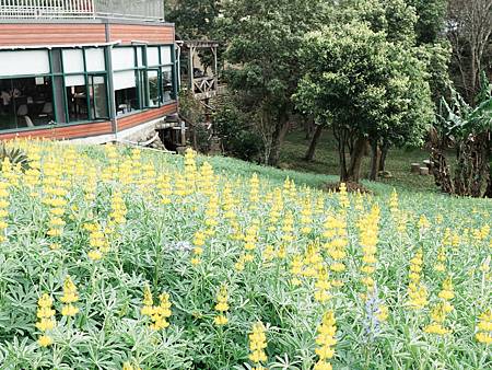 桃園龍潭 大北坑戀戀魯冰花季 / 山水緣景觀餐廳 / 親子景
